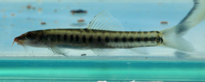 Figure 1. Nemacheilus elegantissimus; not preserved; 43 mm TL; lateral view; EW-MAL 10-09, Sungai Telupit, Sabah, Borneo, Malaysia.