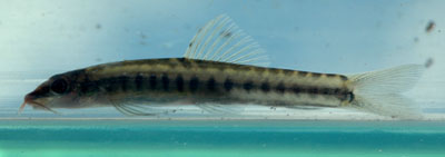 Figure 4. Nemacheilus elegantissimus; not preserved; lateral view; 43 mm TL; EW-MAL 10-09, Sungai Telupit, Sabah, Borneo, Malaysia.