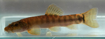 Figure 1. Schistura callichromus, mature fish, lateral view, caught 2009-12-31, not preserved, EW-CN 66-09, Mengyejiang River, Red River basin, Puer County, Yunnan Province, China.
