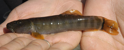 Figure 4. Schistura callichromus, female, mature fish, 104 mm TL, lateral view, caught 2010-01-06, later on preserved, EW-CN 66-09, Mengyejiang River, Red River basin, Puer County, Yunnan Province, China.