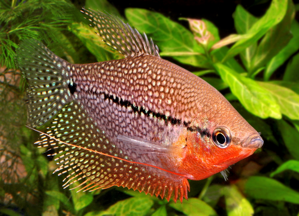 Tropical Fish Breeding